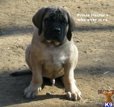 Puppies in AR